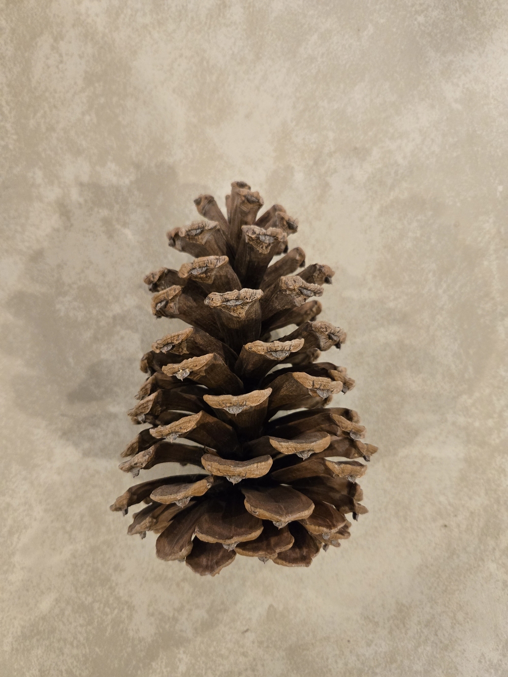 Natural Brown Pinecone Decorative Accent, 8"x4" Large